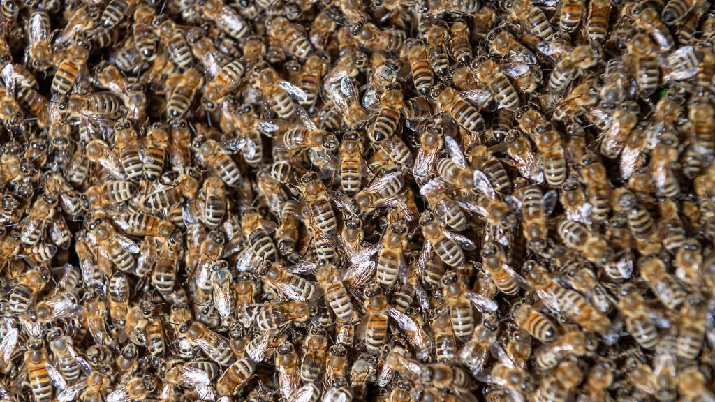 Ein Bienenschwarm (Foto: SR)