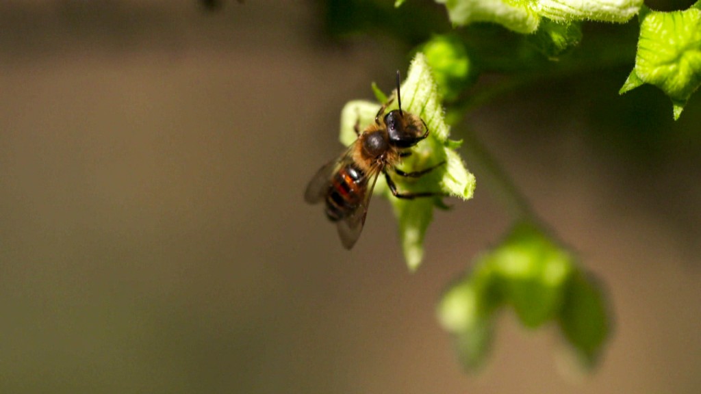 Foto: Eine Wildbiene auf Futtersuche.