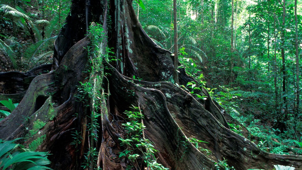 Ein Baum im Regenwald in Französisch Guayana (Foto: Imago/Ardea)