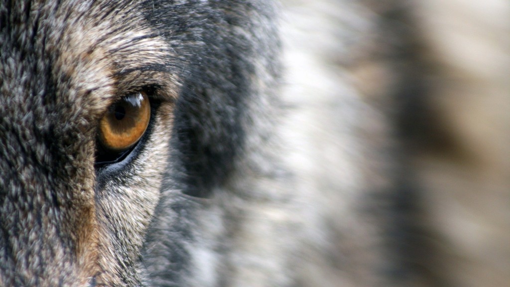 Gesichtspartie eines Wolfes. (Foto: Pixabay / sandrapetersen)