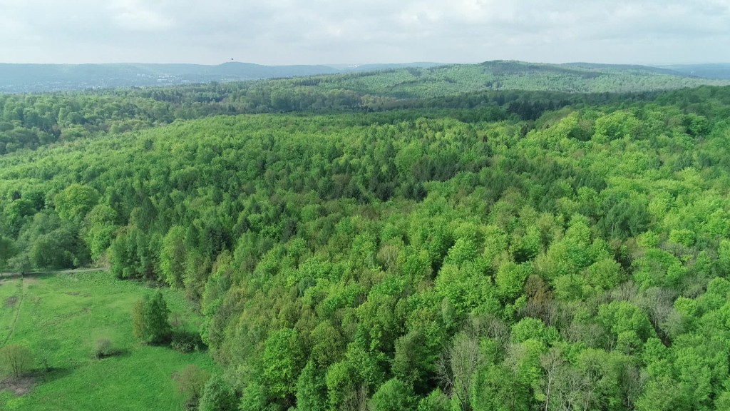 Foto: Luftaufnahme eines Waldes