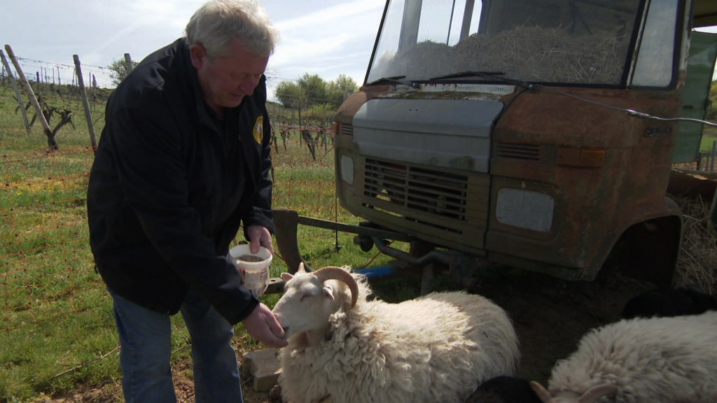 Foto: Weinbauer mit seinen Schafen
