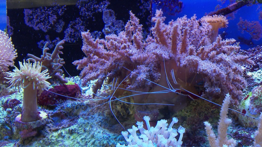 Symbolbild: Die bunte Welt der Korallen (Archivfoto: SR Fernsehen)
