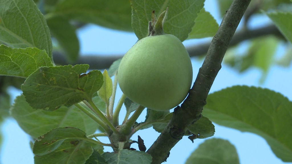 Foto: Apfel an einem Apfelbaum