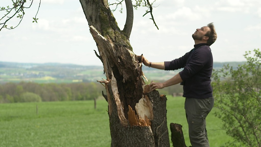 Foto: Mann an zerstörtem Obstbaum