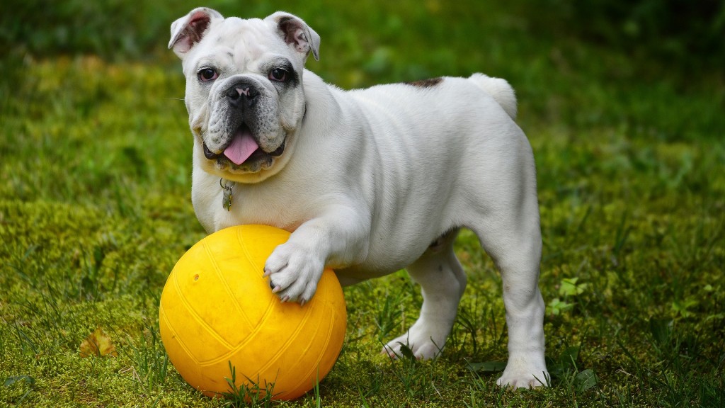 Hund mit Ball (Foto: pixabay/AlainAudet)