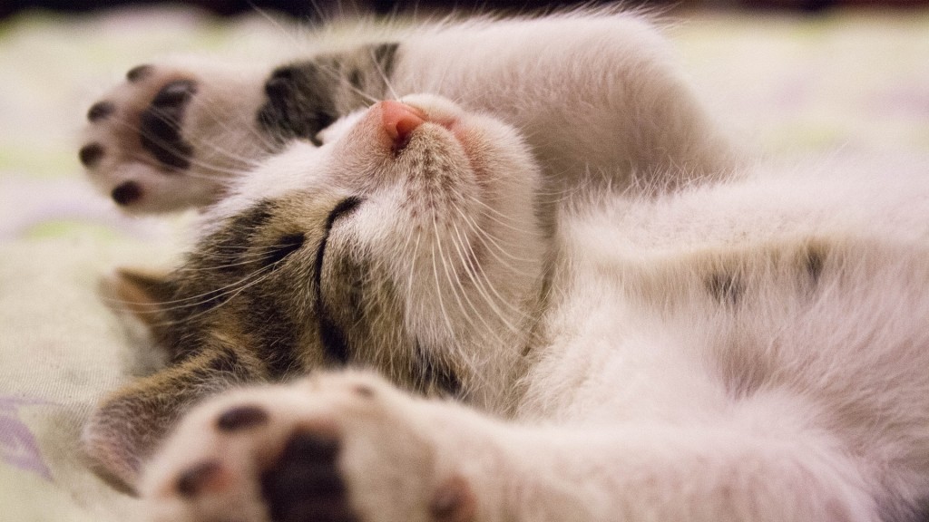 Kleine Katze (Foto; Pixabay/abolanu)