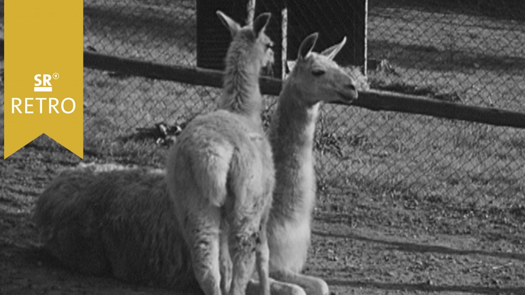 Foto: Lamas