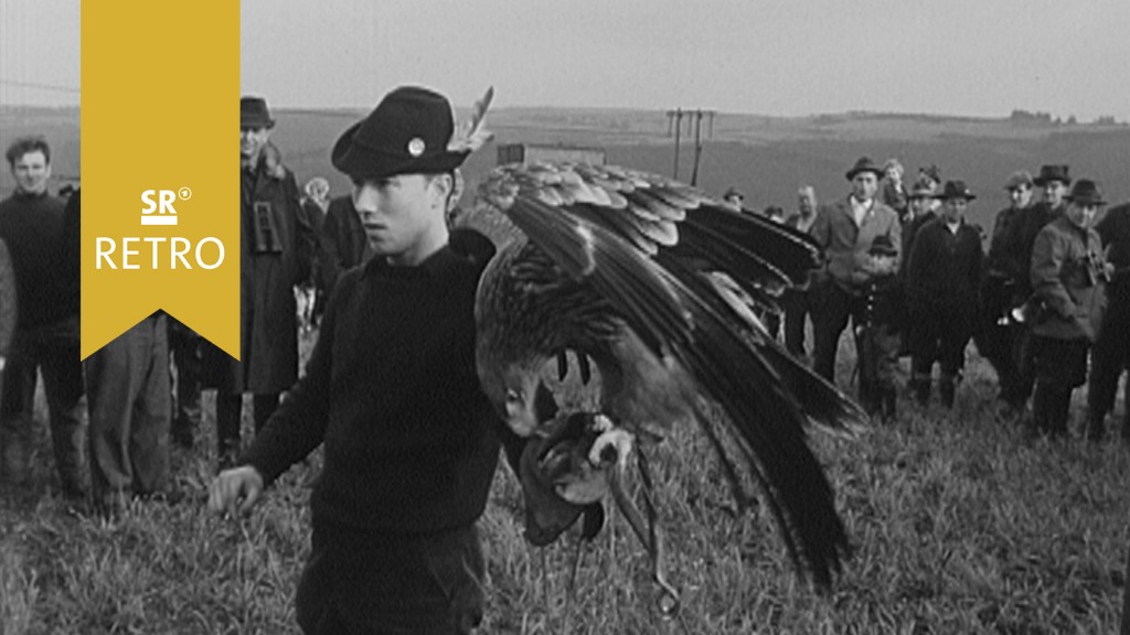 Foto: Jagd mit Greifvögeln kritisch betrachtet 1964