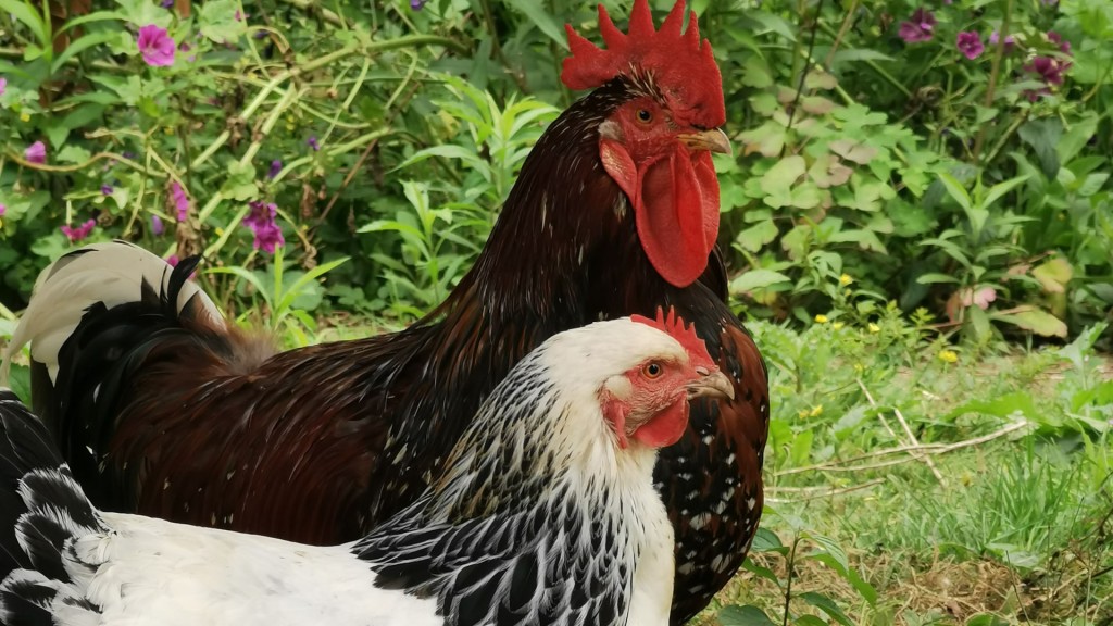 Der Hahn und zwei der sieben Hühner in Oliver Buchholz' Garten. (Foto: Oliver Buchholz)