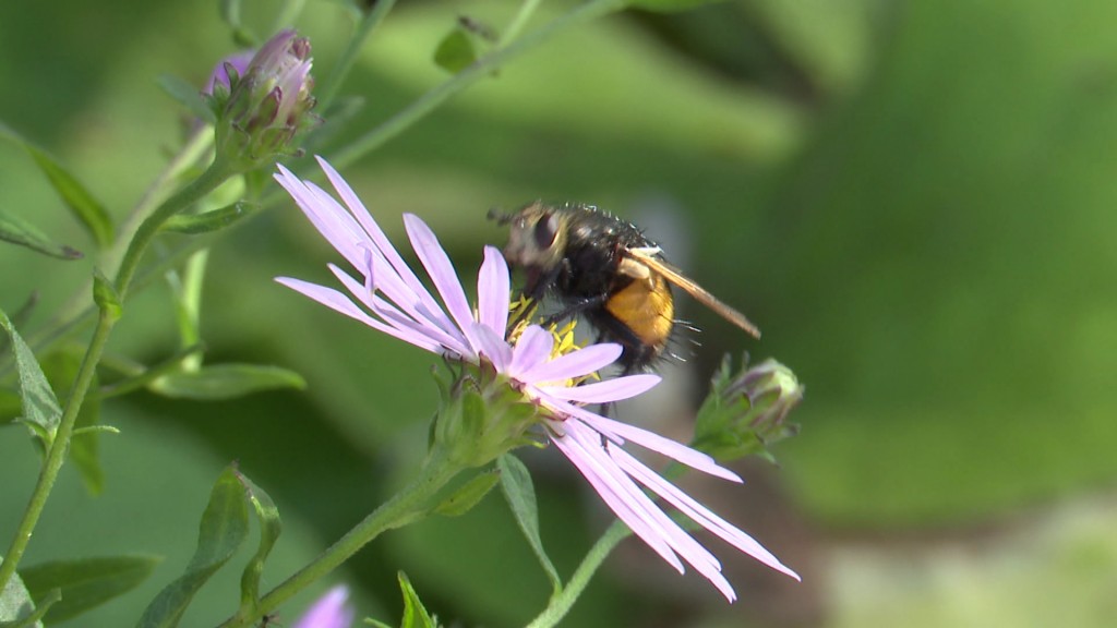 Foto: Biene auf einer Blume
