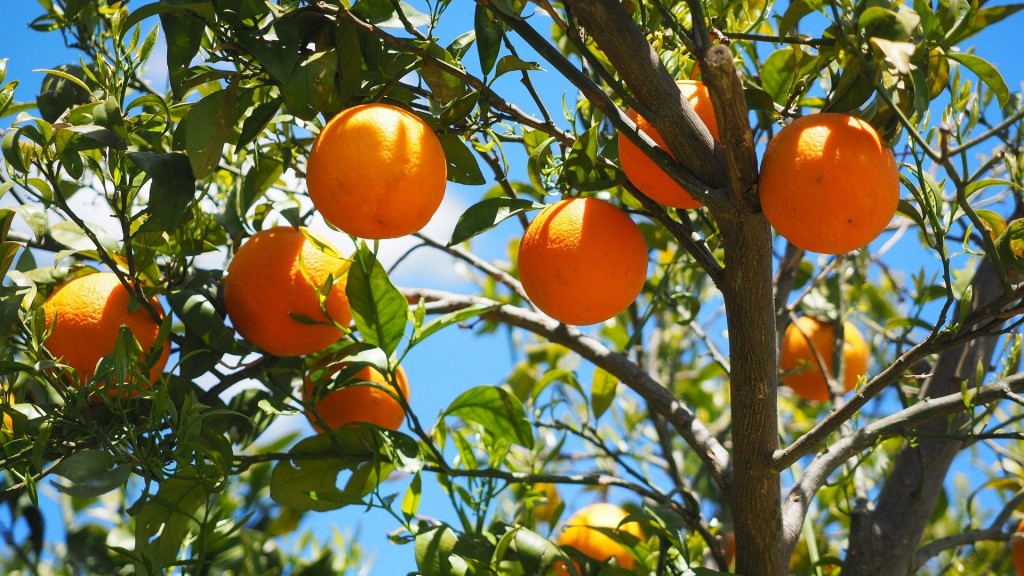 Orangen an einem Baum (Foto: Pixabay/Hans)