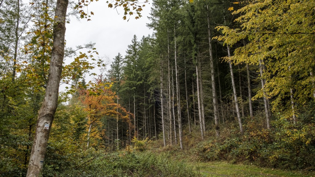 Symbolbild: Ein Herbstwald (Foto: Sebastian Knöbber)