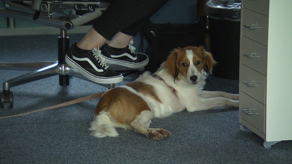 Foto: Hund im Büro