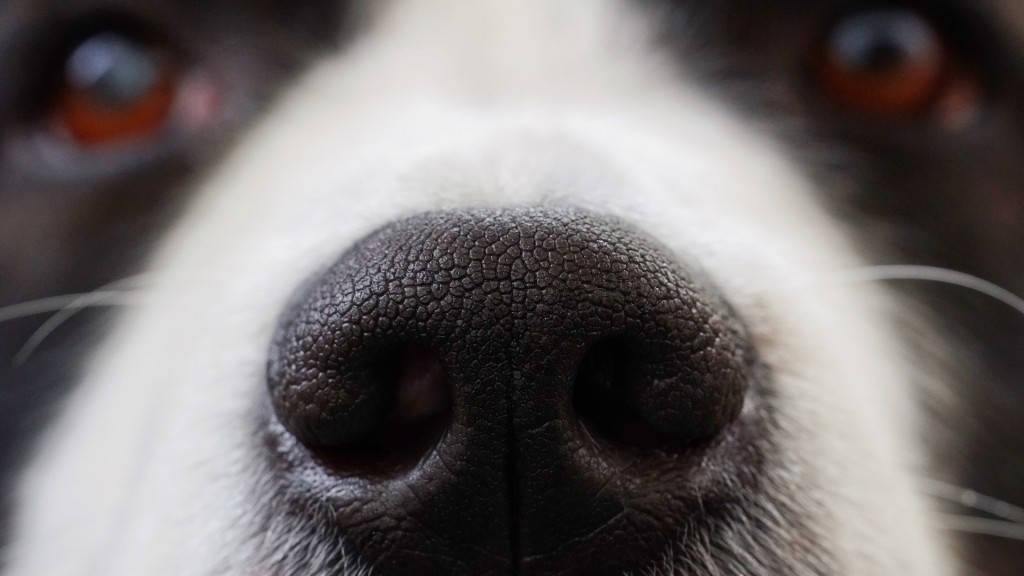 Eine Hundenase (Foto: Pixabay)