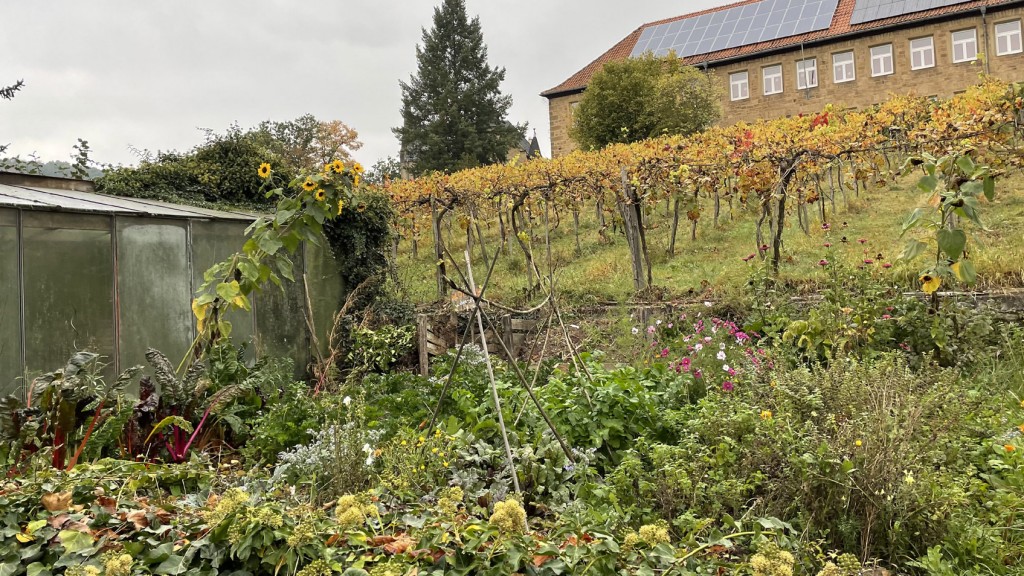 Symbolbild: ein großes Gartengrundstück mit Weinreben und einem Gewächshaus (Foto: SR/Marc-Andre Kruppa)