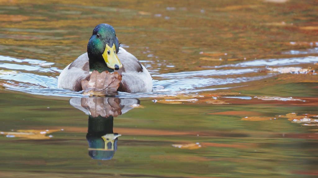 Foto: Ente im Wasser