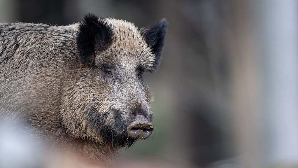 Ein Wildschwein in Großaufnahme (Foto: picture alliance/dpa | Lino Mirgeler)