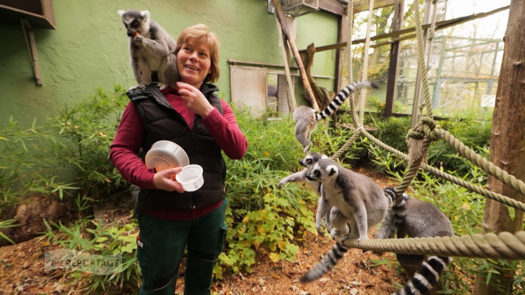 FotO: Tierpflegerin füttert Lemuren im Saarbrücker Zoo