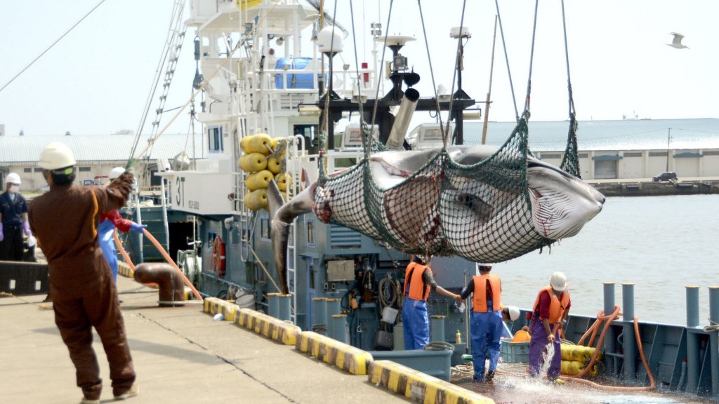 Ein Zwergwal wird in einem Netz in einem Hafen von einem Schiff geladen (Foto: picture alliance/dpa/kyodo)