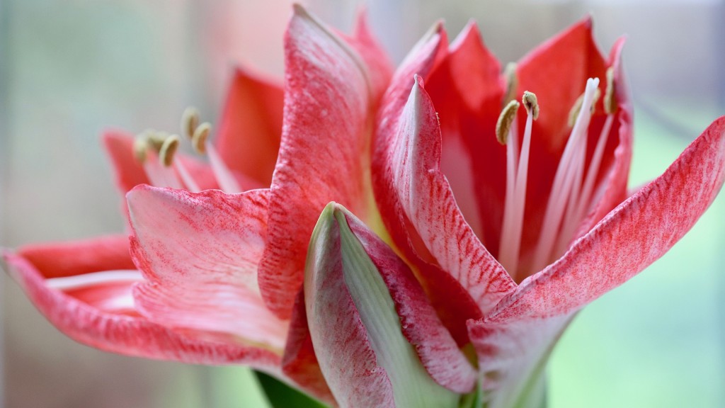 Die Blüten einer Amaryllis. (Foto: pixabay / Nennieinszweidrei)