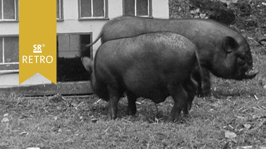 Foto: Schweine im Zoo