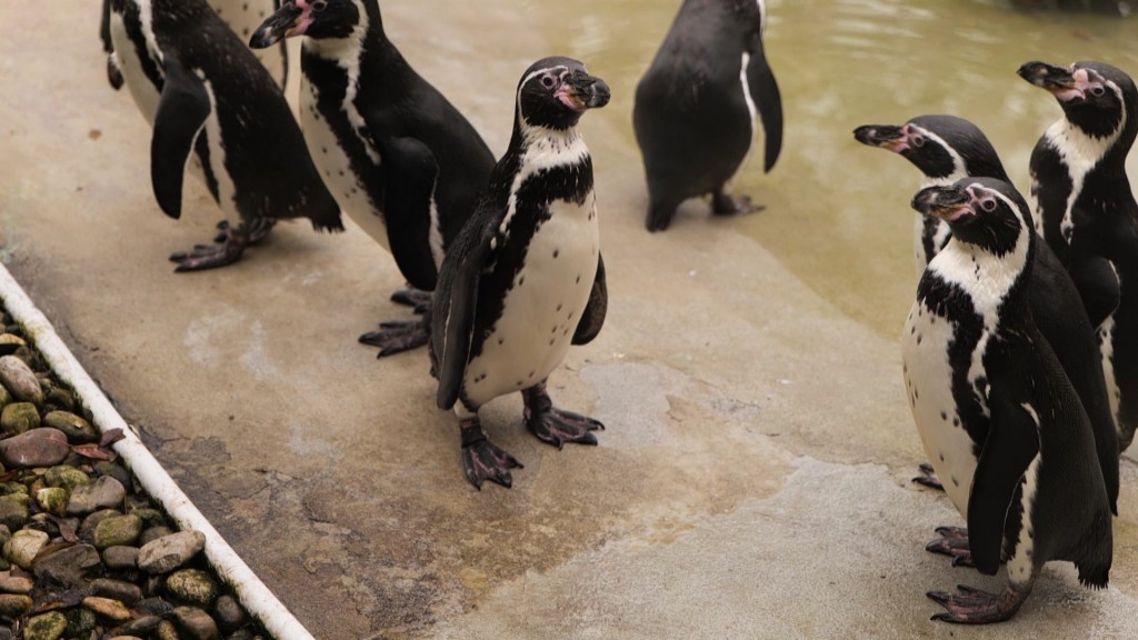 Foto: Pinguine