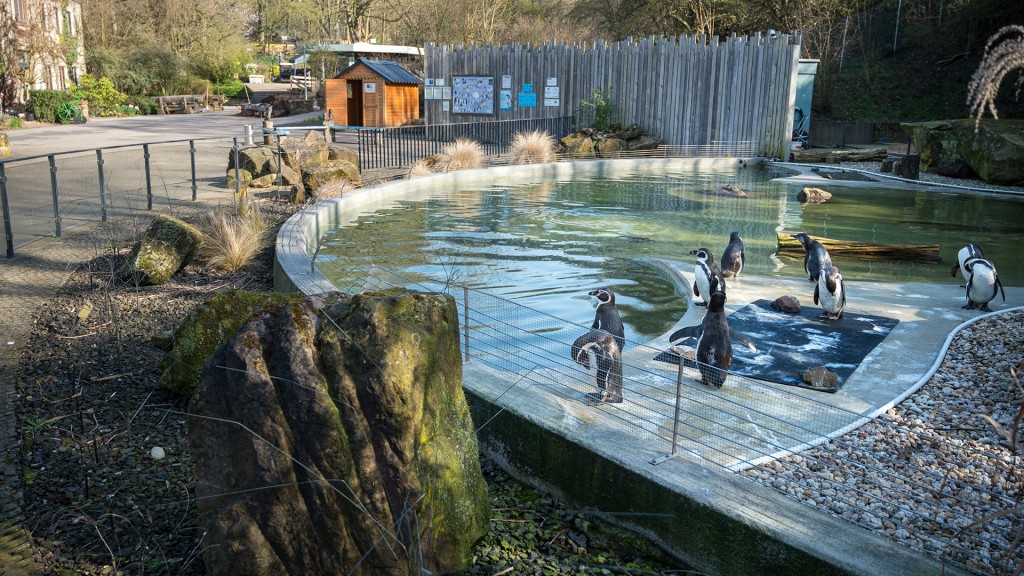 Pinguine im Saarbrücker Zoo (Foto: SR)