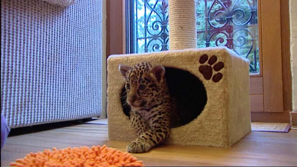 Foto: ein kleiner Jaguar in einer Katzenhöhle