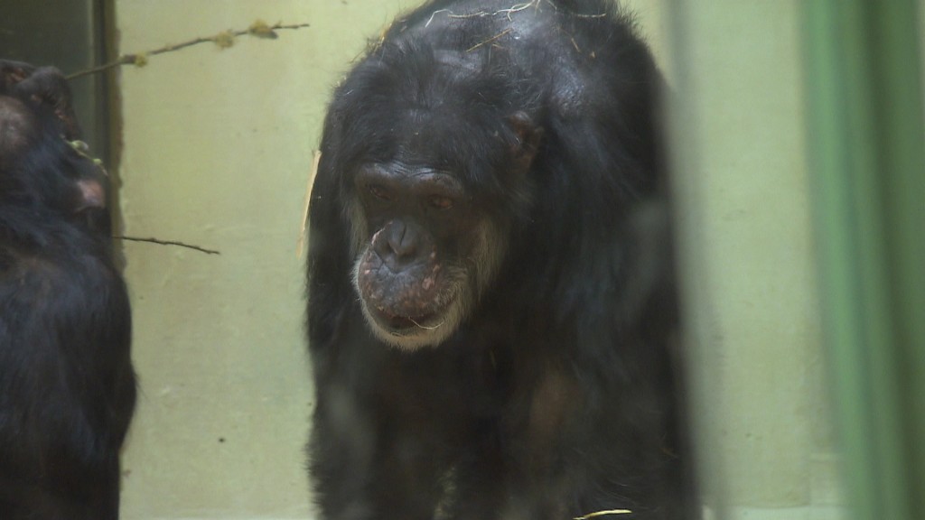 Schimpanse Jonny (Foto: SR)