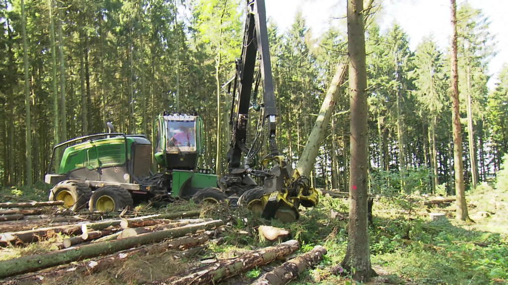 Foto: Wald
