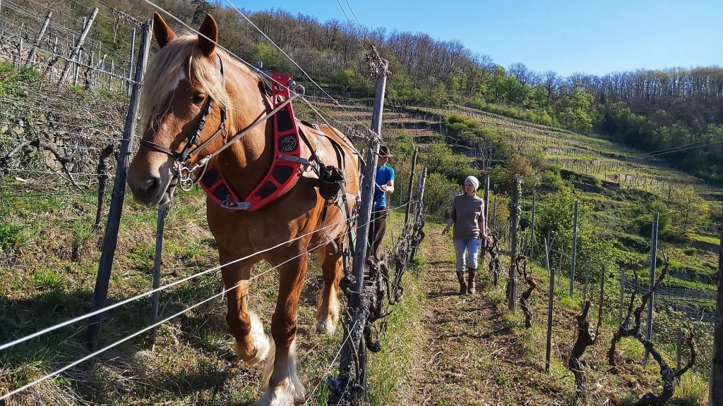 Foto: Weinbau wie vor 100 Jahren neu entdeckt