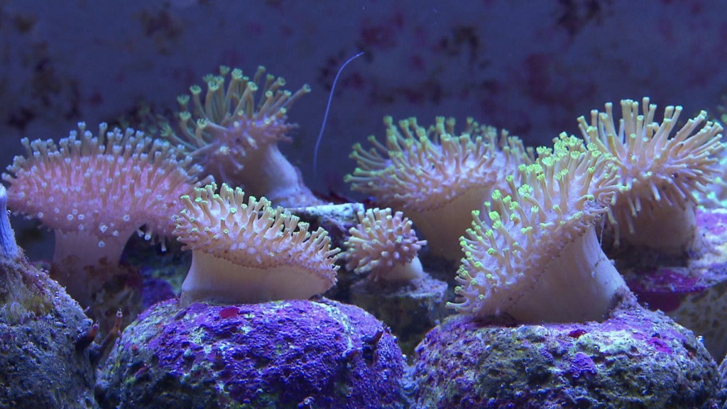 Symbolbild: Korallen in einem Aquarium (Foto: SR Fernsehen)