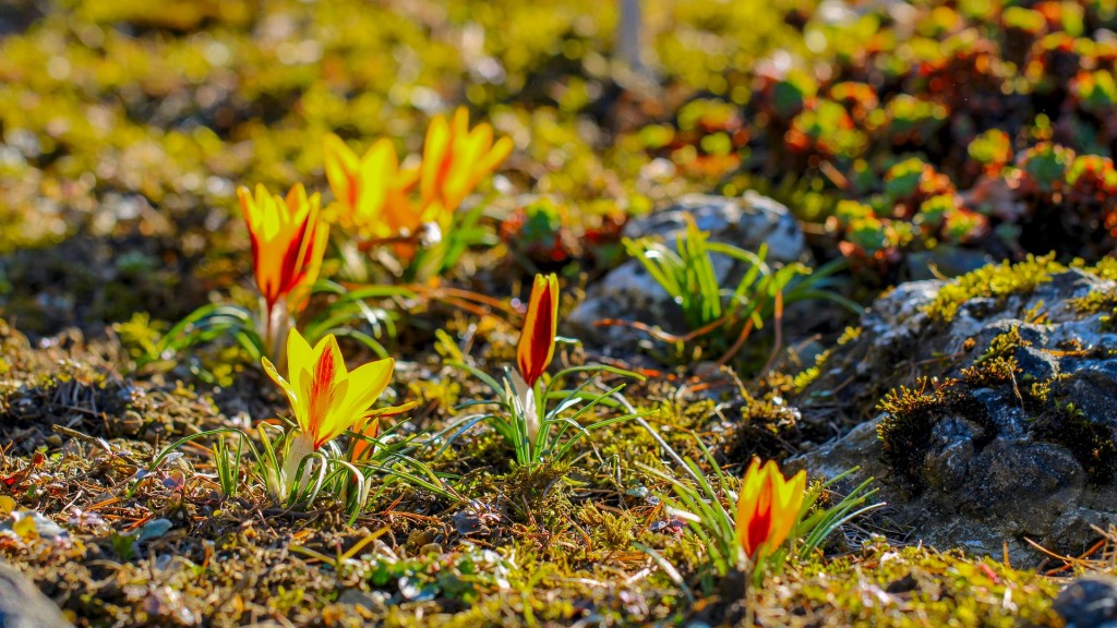 Frühling ( Foto:pixabay )