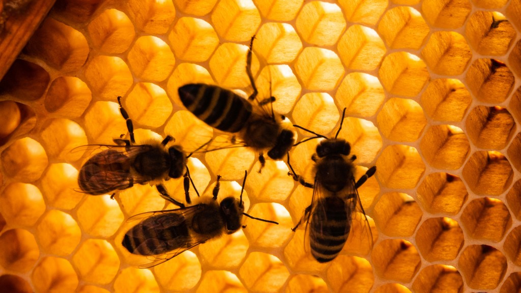 Honigbienen sitzen auf Bienenwaben (Foto: dpa)