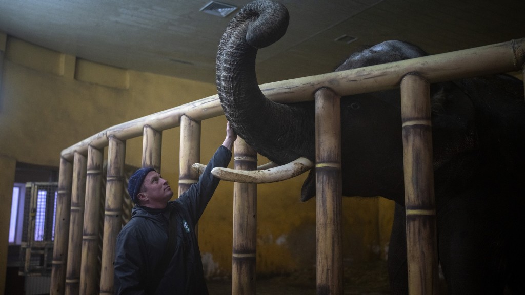 Elefant Horace und sein Pfleger im Kiewer Zoo (Foto: picture alliance/dpa/AP | Emilio Morenatti)