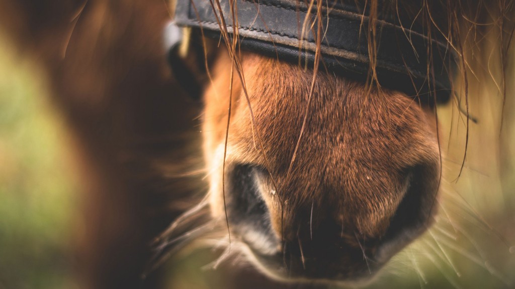 Pony
