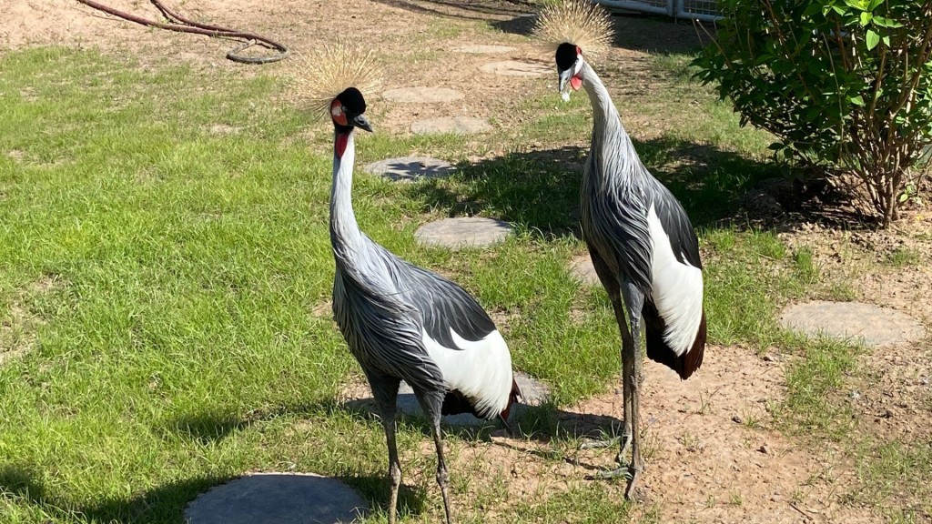 Kranich-Paar in seinem neuen Gehege im Saarbrücker Zoo