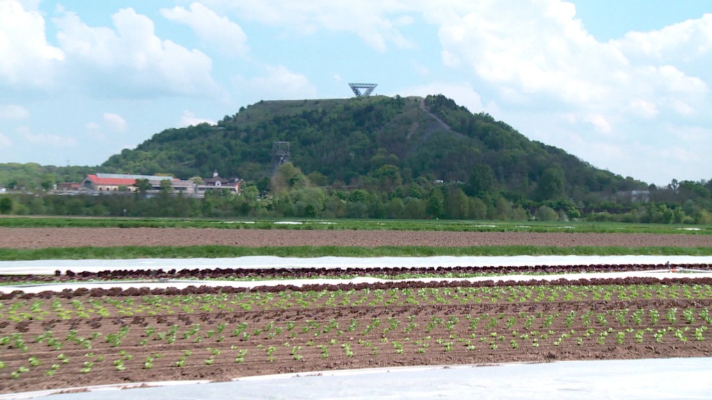 Foto: regionaler Anbau im Saarland