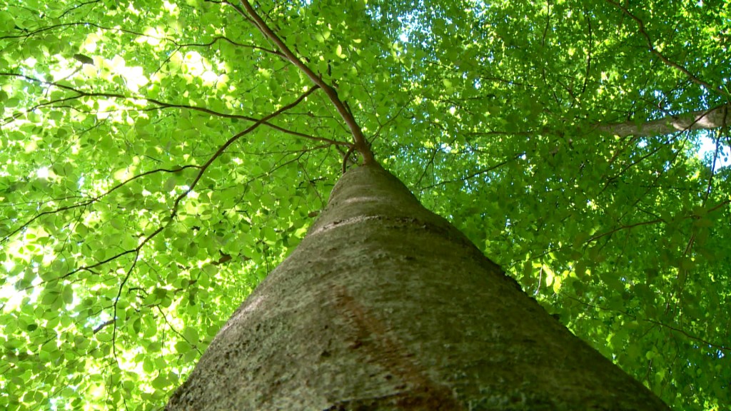 Foto: Baum