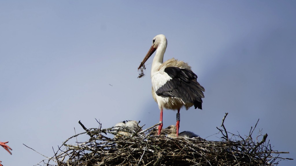 Foto: Ein Storch beim Nestbau.