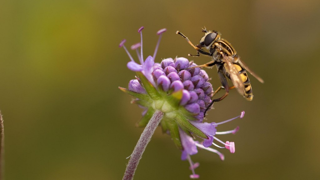 Schwebfliege auf einer Blüte
