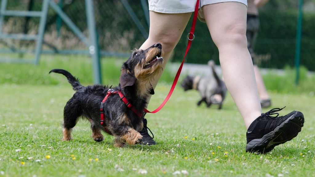 Foto: Hundetraining mit einem Dackel