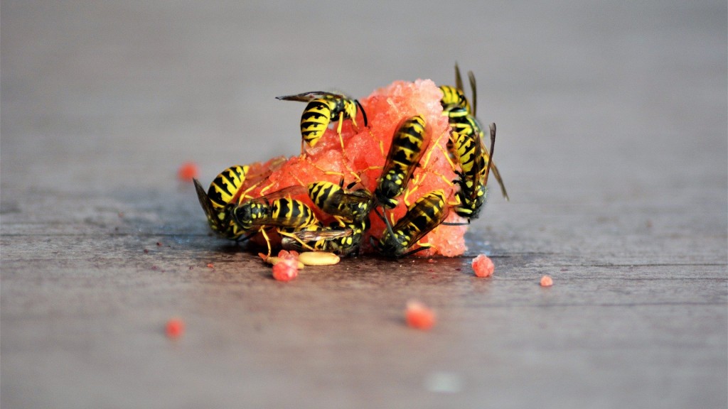 Wespen fressen Melone