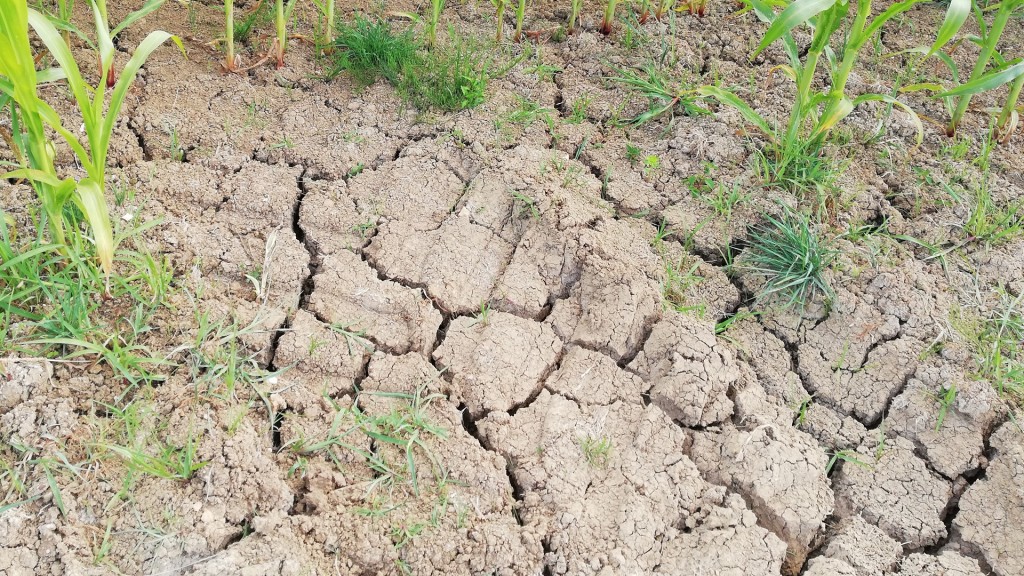 Foto: Am Rand eines Maisfeldes durchziehen wegen der massiven Trockenheit tiefe Risse den Boden.