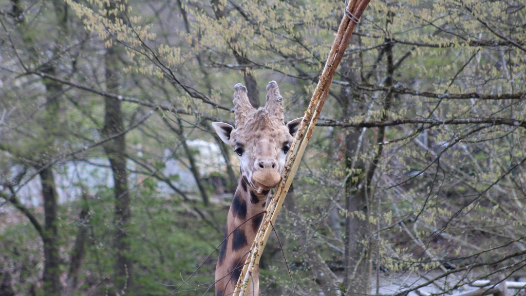 Foto: Eine Giraffe im Neunkircher Zoo