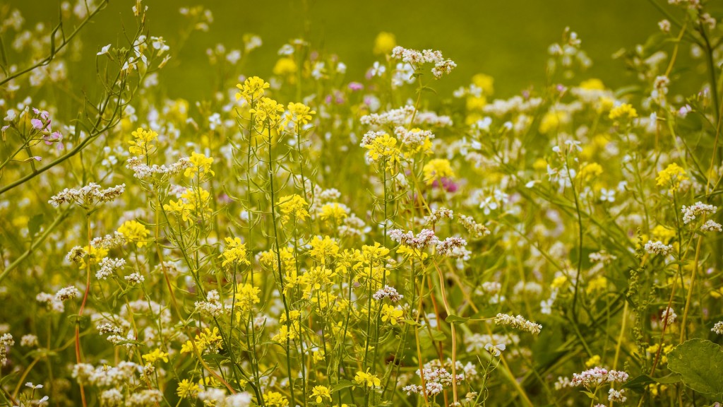 Foto: Wildblumenwiese