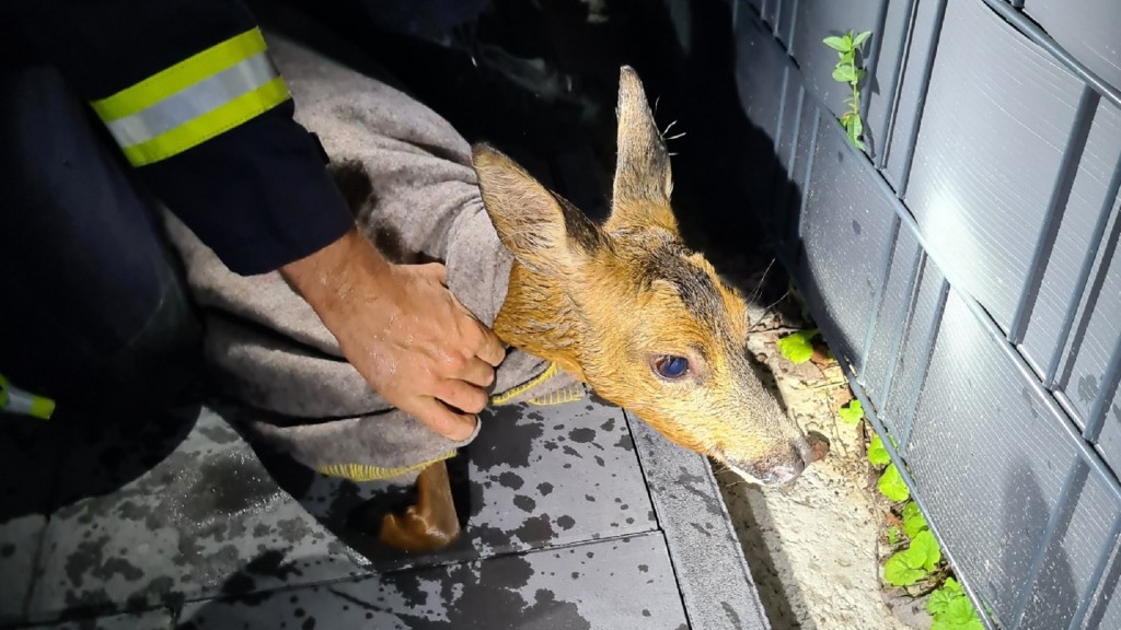 Foto: Ein Feuerwehrmann rettet das Reh vor dem Ertrinkungstod und entlässt es in die Freiheit 