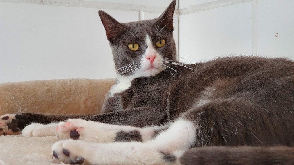 Simba im Katzenhaus, Tierheim Saarbrücken