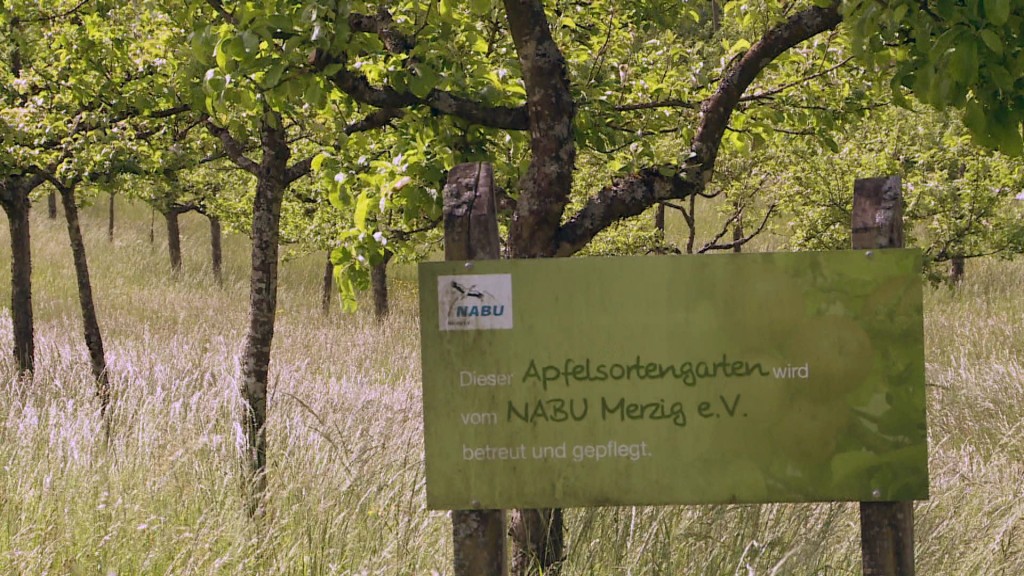 Foto: NABU-Apfelsortengarten